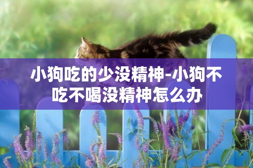 小狗吃的少沒精神-小狗不吃不喝沒精神怎么辦