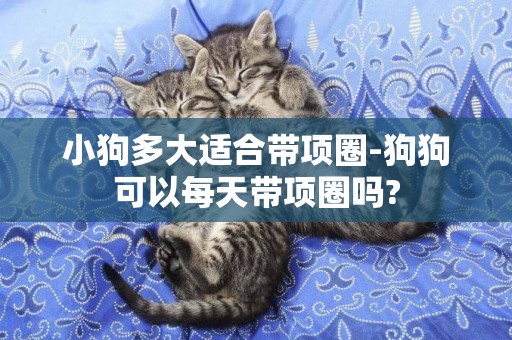小狗多大適合帶項圈-狗狗可以每天帶項圈嗎?