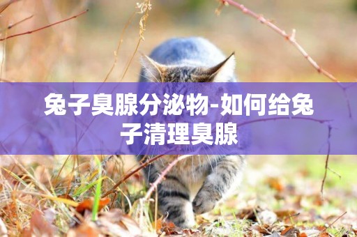 兔子臭腺分泌物-如何給兔子清理臭腺