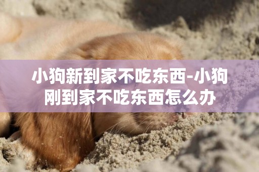 小狗新到家不吃東西-小狗剛到家不吃東西怎么辦