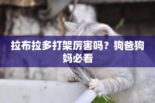 拉布拉多打架厲害嗎？狗爸狗媽必看
