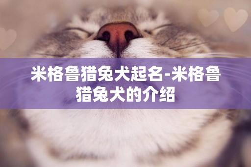 米格魯獵兔犬起名-米格魯獵兔犬的介紹