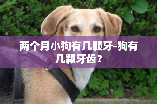 兩個月小狗有幾顆牙-狗有幾顆牙齒？