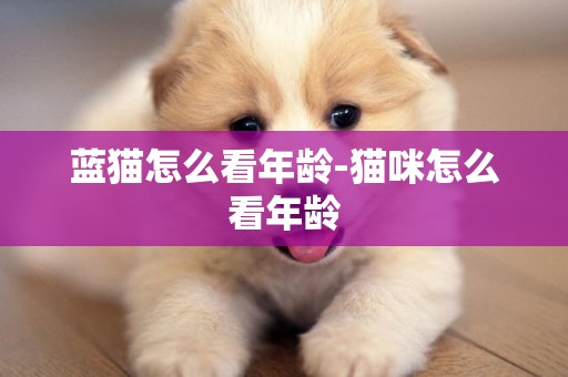 藍貓怎么看年齡-貓咪怎么看年齡