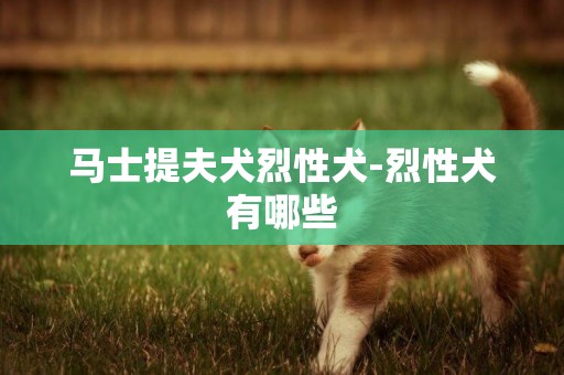 馬士提夫犬烈性犬-烈性犬有哪些