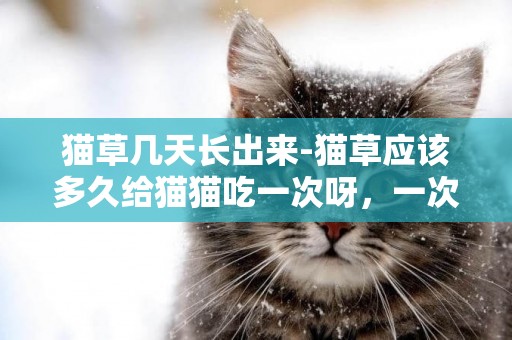 貓草幾天長出來-貓草應該多久給貓貓吃一次呀，一次吃多少量