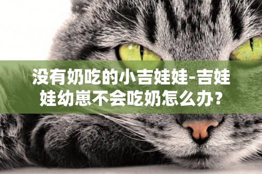 沒有奶吃的小吉娃娃-吉娃娃幼崽不會吃奶怎么辦？