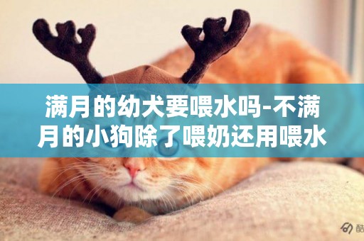 滿月的幼犬要喂水嗎-不滿月的小狗除了喂奶還用喂水嗎