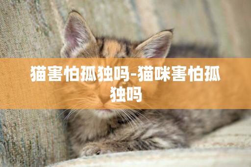 貓害怕孤獨嗎-貓咪害怕孤獨嗎