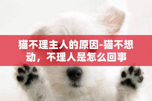 貓不理主人的原因-貓不想動，不理人是怎么回事