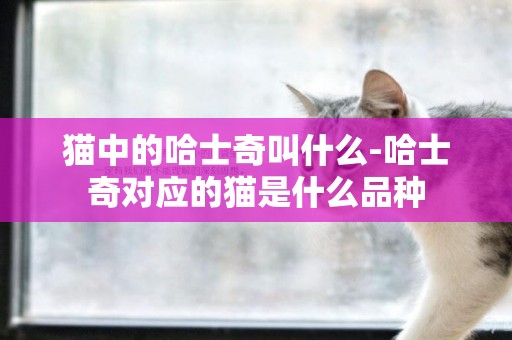 貓中的哈士奇叫什么-哈士奇對應的貓是什么品種