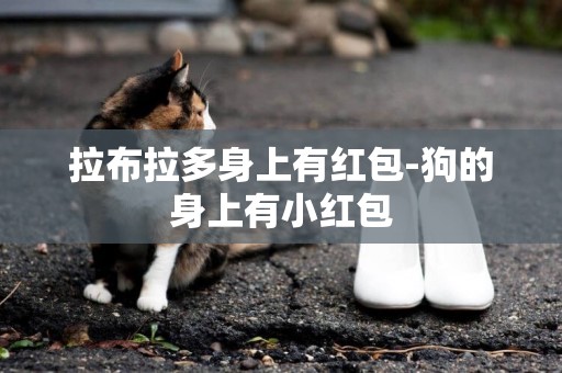 拉布拉多身上有紅包-狗的身上有小紅包