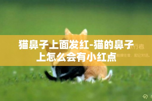 貓鼻子上面發紅-貓的鼻子上怎么會有小紅點