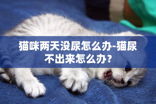 貓咪兩天沒尿怎么辦-貓尿不出來怎么辦？