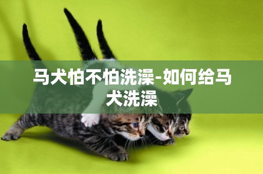 馬犬怕不怕洗澡-如何給馬犬洗澡