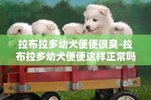 拉布拉多幼犬便便很臭-拉布拉多幼犬便便這樣正常嗎