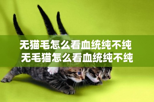 無貓毛怎么看血統純不純 無毛貓怎么看血統純不純