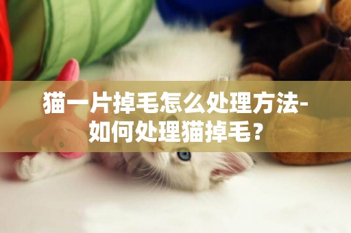 貓一片掉毛怎么處理方法-如何處理貓掉毛？