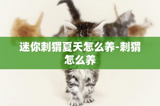 迷你刺猬夏天怎么養-刺猬怎么養