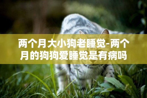 兩個月大小狗老睡覺-兩個月的狗狗愛睡覺是有病嗎