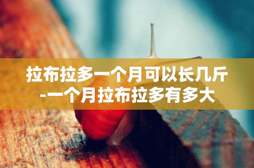 拉布拉多一個月可以長幾斤-一個月拉布拉多有多大