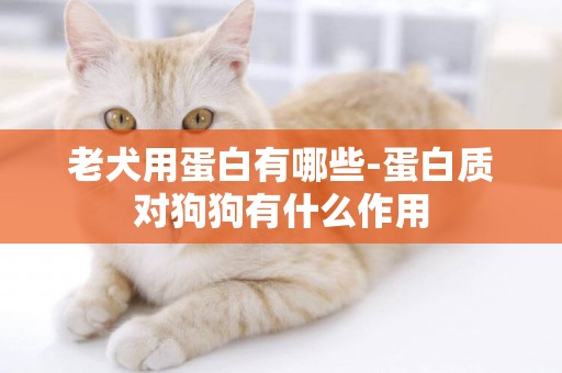 老犬用蛋白有哪些-蛋白質對狗狗有什么作用
