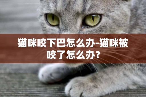 貓咪咬下巴怎么辦-貓咪被咬了怎么辦？