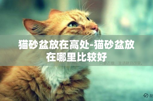貓砂盆放在高處-貓砂盆放在哪里比較好