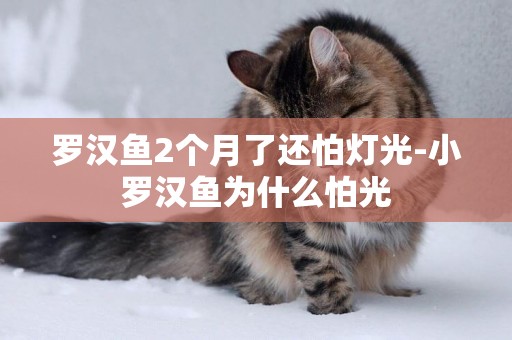 羅漢魚2個月了還怕燈光-小羅漢魚為什么怕光