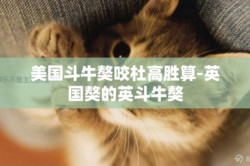 美國斗牛獒咬杜高勝算-英國獒的英斗牛獒