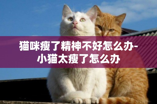 貓咪瘦了精神不好怎么辦-小貓太瘦了怎么辦
