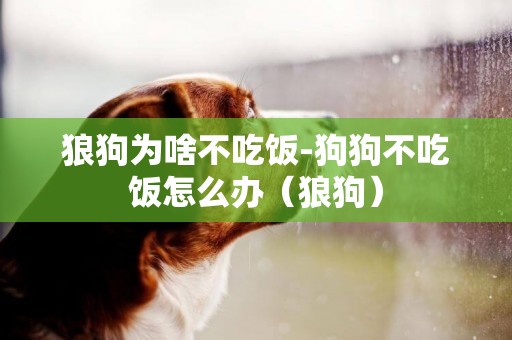 狼狗為啥不吃飯-狗狗不吃飯怎么辦（狼狗）