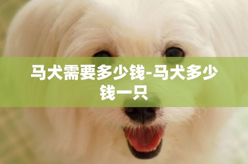 馬犬需要多少錢-馬犬多少錢一只