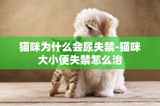 貓咪為什么會尿失禁-貓咪大小便失禁怎么治