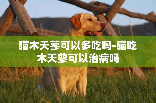 貓木天蓼可以多吃嗎-貓吃木天蓼可以治病嗎