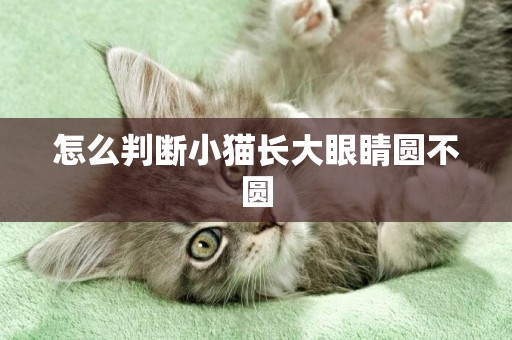 怎么判斷小貓長大眼睛圓不圓