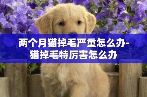 兩個月貓掉毛嚴重怎么辦-貓掉毛特厲害怎么辦