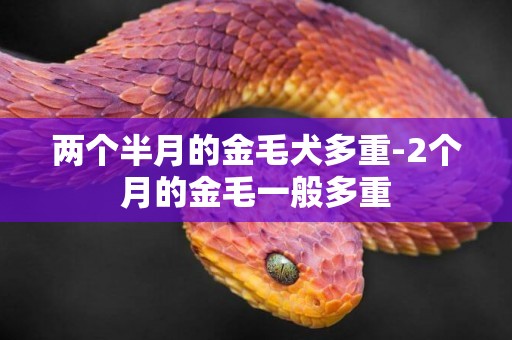 兩個半月的金毛犬多重-2個月的金毛一般多重