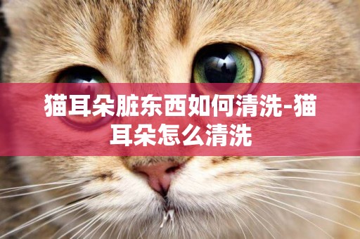 貓耳朵臟東西如何清洗-貓耳朵怎么清洗