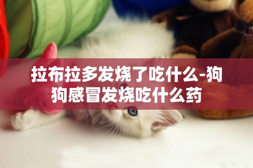 拉布拉多發燒了吃什么-狗狗感冒發燒吃什么藥