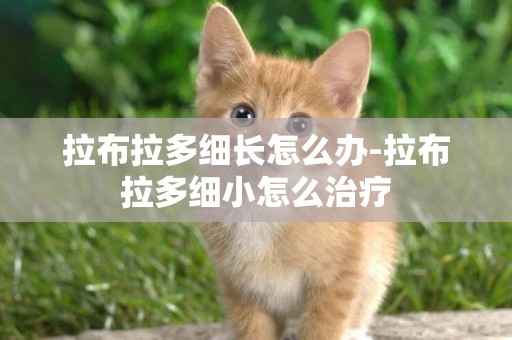 拉布拉多細長怎么辦-拉布拉多細小怎么治療