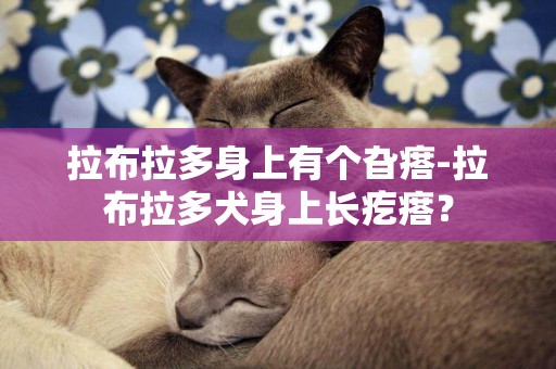 拉布拉多身上有個旮瘩-拉布拉多犬身上長疙瘩？