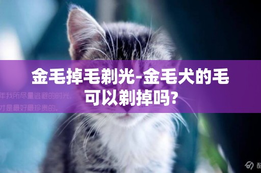 金毛掉毛剃光-金毛犬的毛可以剃掉嗎?