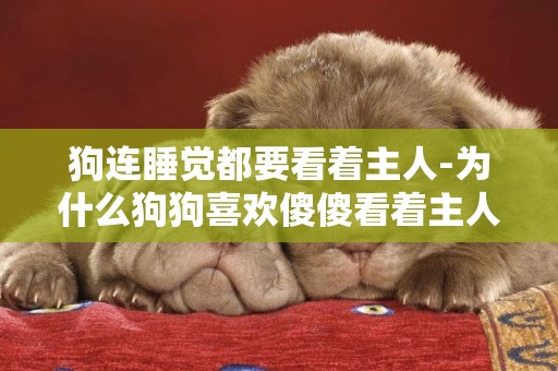 狗連睡覺都要看著主人-為什么狗狗喜歡傻傻看著主人睡覺，知道原因后