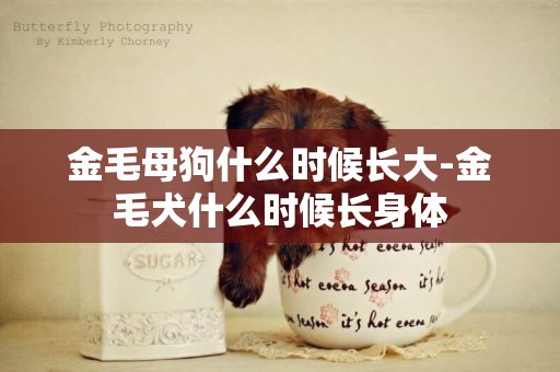 金毛母狗什么時候長大-金毛犬什么時候長身體