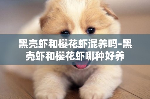 黑殼蝦和櫻花蝦混養嗎-黑殼蝦和櫻花蝦哪種好養