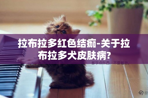 拉布拉多紅色結痂-關于拉布拉多犬皮膚病?