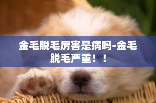 金毛脫毛厲害是病嗎-金毛脫毛嚴重！！