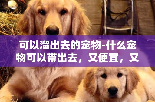 可以溜出去的寵物-什么寵物可以帶出去，又便宜，又好養。。。。。除了狗