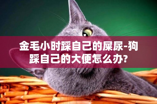 金毛小時踩自己的屎尿-狗踩自己的大便怎么辦?